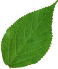 leaf-quotes